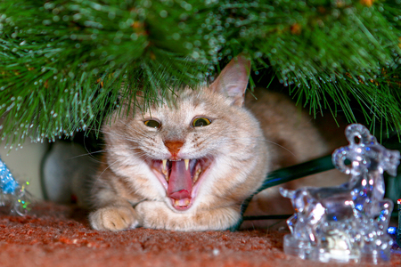 Cat for love.の写真素材