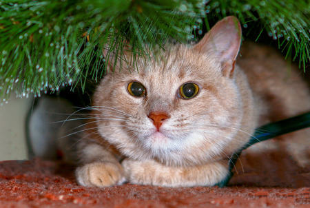 Cat for love.の写真素材