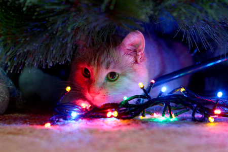 Cat for love.の写真素材