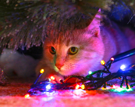 Cat for love.の写真素材