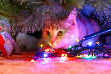 Cat for love.の写真素材