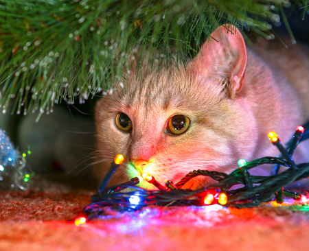 Cat for love.の写真素材