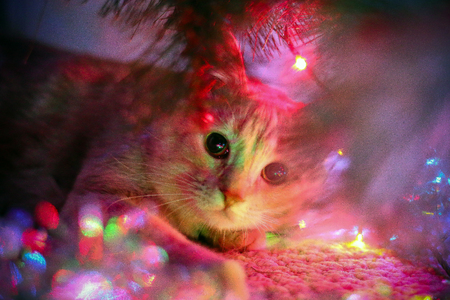 Cat for love.の写真素材