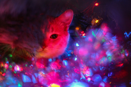 Cat for love.の写真素材