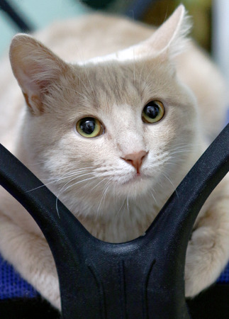 Cat thought about his hard life.の写真素材