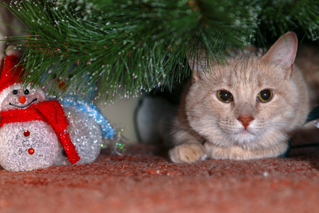 Cat for love.の写真素材