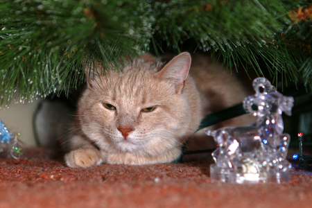 Cat for love.の写真素材