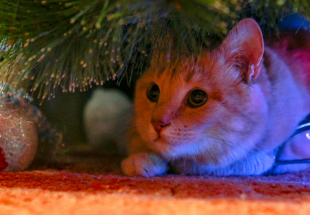 Cat for love.の写真素材