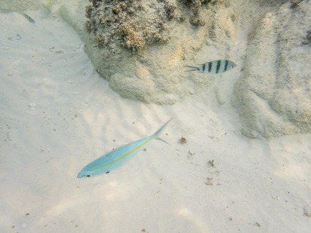 varieties of fishes on sandy seabed