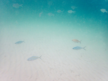 varieties of fishes on sandy seabedの写真素材