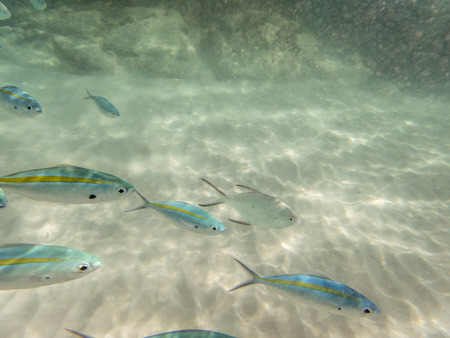 varieties of fishes on sandy seabed