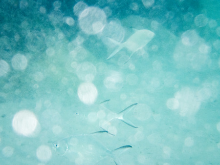 speckles of sea and fishes