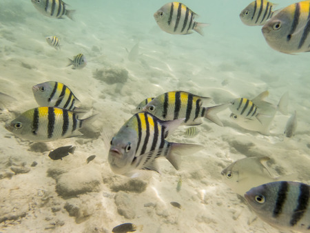 varieties of fishes on sandy seabedの写真素材