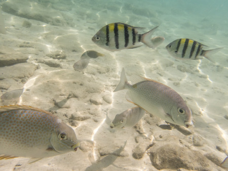 varieties of fishes on sandy seabed