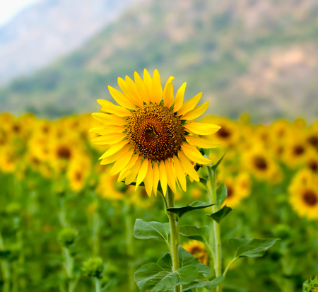 Sunflowers,Sunflowers blooming against a bright sky,Sunflowers,Sunflowers blooming ,beautiful...