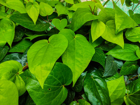 Fresh green betel (Piper betle) leaves growing in the garden. Selective focus.の写真素材