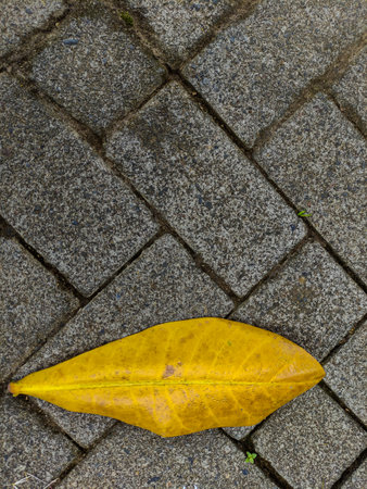 Dry leaf falls onto the pavement. Copy or negative spaceの写真素材