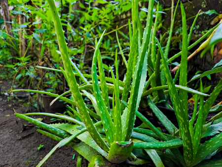 Aloe vera, usually cultivated for agriculture (for cosmetic raw material), medicine (for various skin symptoms) and ornamental houseplantsの写真素材