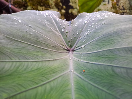 Close up view of taro leaf and dew drop. Green texture background, nature themeの写真素材