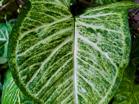 A beautiful leaf pattern of Syngonium podophyllum or arrowhead plant, a popular houseplant with greenish or whitish on spadices within light yellow through green spathes. Close up viewの写真素材