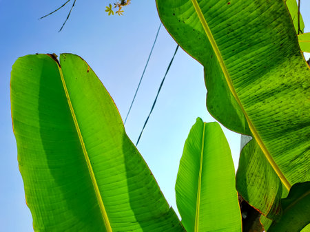 Green banana leaves under clear and blue sky. Nature theme backgroundの写真素材