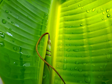 Water drop after rain or morning dew on the green banana leaf. Sunlight and shadow on the fresh banana leaf with the bud. Nature theme backgroundの写真素材