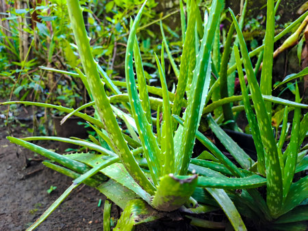 Aloe vera, usually cultivated for agriculture (for cosmetic raw material), medicine (for various skin symptoms) and ornamental houseplantsの写真素材