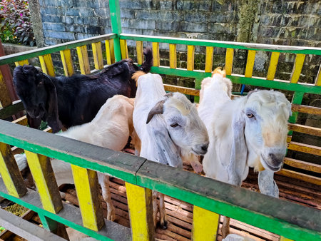 Domestic goats in the farmhouse in Indonesiaの写真素材