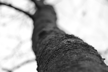 Bw treeの写真素材