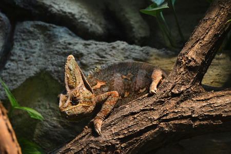 Chameleonの写真素材
