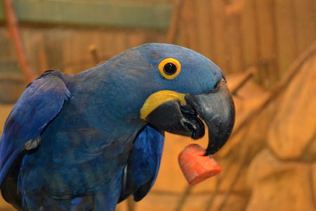 Parrot with carrotの写真素材