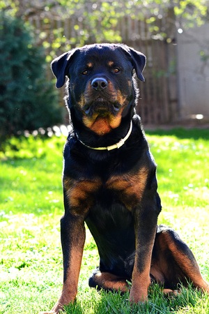 Big rottweilerの写真素材