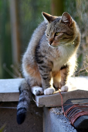 Cat modelの写真素材