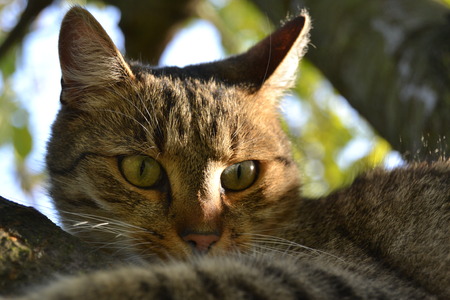 Cat on the treeの写真素材