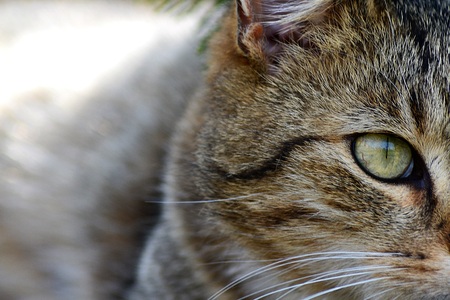 Cat eyeの写真素材
