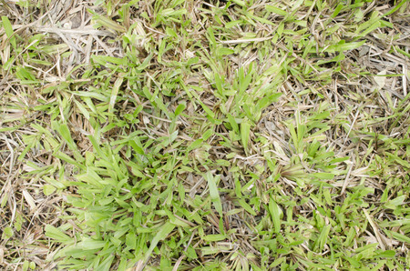 grass texturesの写真素材