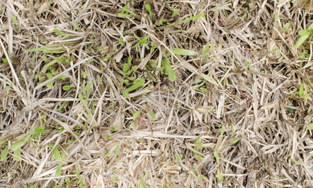 grass texturesの写真素材