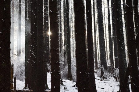 Winter white forestの写真素材