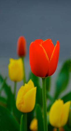 A perfect red tulip bloomの写真素材