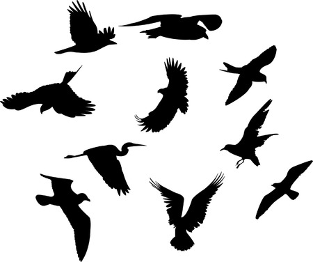 Birdsのイラスト素材