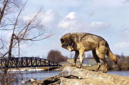 Wolf on watch duty