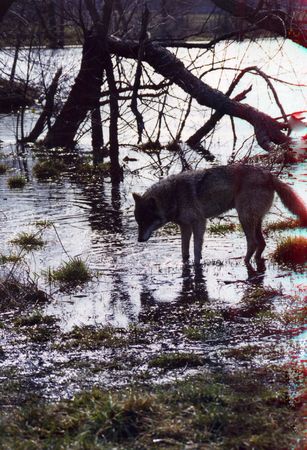 Wolf on the water