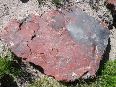 Closeup view of petrified wood in Petrified Forest National Parkの写真素材