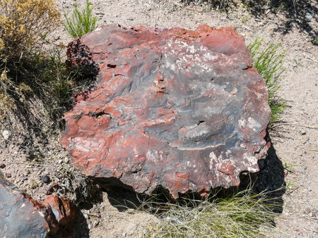 Closeup view of petrified wood in Petrified Forest National Parkの写真素材
