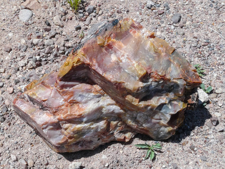 Closeup view of petrified wood in Petrified Forest National Parkの写真素材