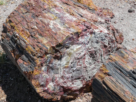Closeup view of petrified wood in Petrified Forest National Parkの写真素材