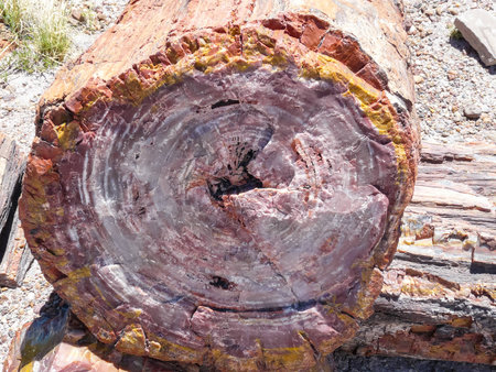 Closeup view of petrified wood in Petrified Forest National Parkの写真素材