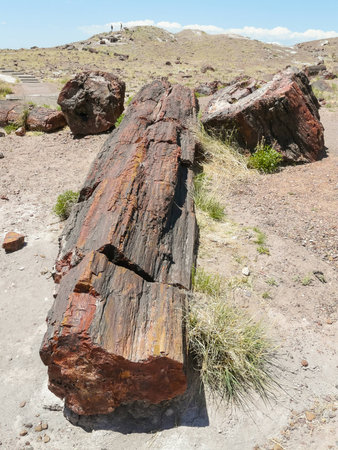 Broken trunk of petrified tree in Petrified Forest National Parkの写真素材