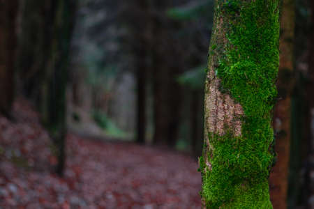Trees in a cold winter environment wit moss and leaves on the ground