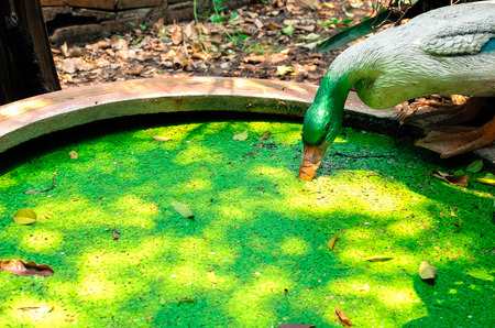 duck statueの写真素材